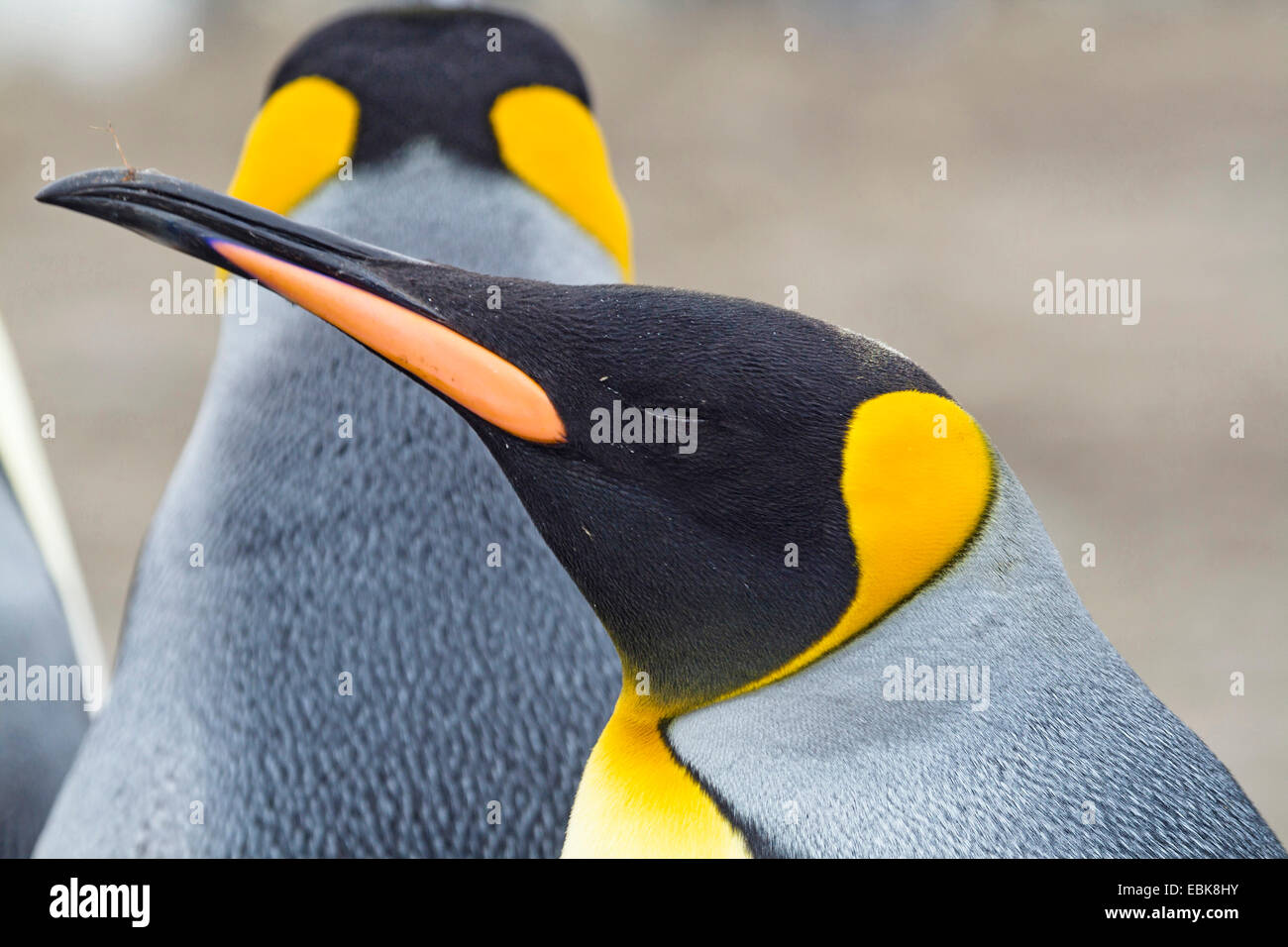 King Penguin (Aptenodytes Patagonicus), Portrait mit geschlossen Augen, Suedgeorgien, Salisbury Plains Stockfoto