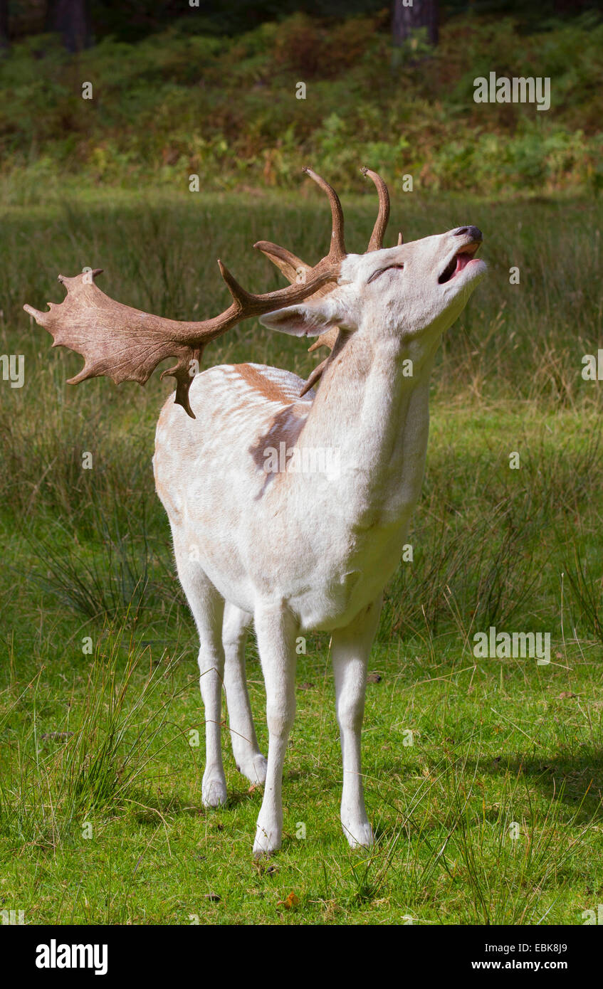 Damhirsch (Dama Dama, Cervus Dama), weiße Morphe eines Hirsches, brüllen Stockfoto