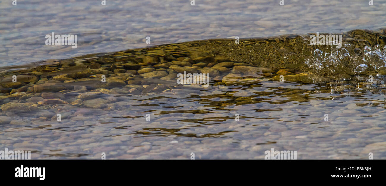 Düster, Donau Danube Ukelei, Shemaya (Chalcalburnus Chalcoides Mento), einige Jungtiere schwimmen in einer Welle an einem Flussufer, Dorfen, See Chiemsee, Bayern, Deutschland Stockfoto