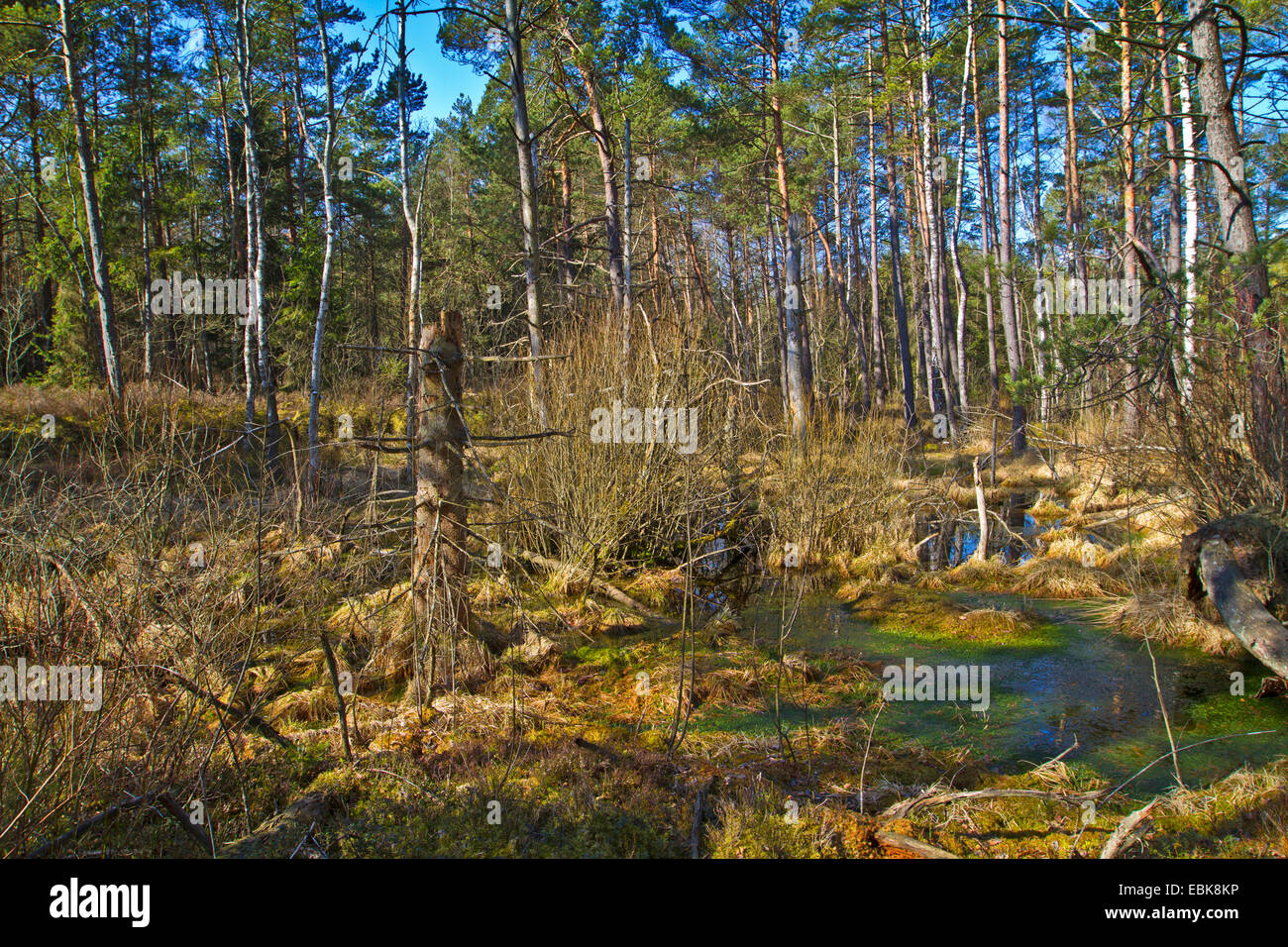 Föhre, Scots Kiefer (Pinus Sylvestris), Hügel Moor und Wald, Deutschland Stockfoto