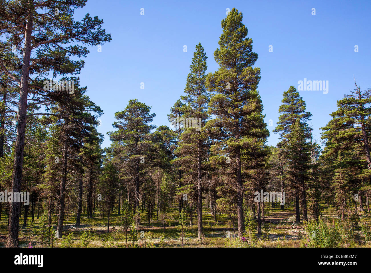 Kiefer, Föhre (Pinus Sylvestris), Urwald mit sehr alten Menschen, Russland, Kolahalbinsel, Varzuga Scotch Stockfoto