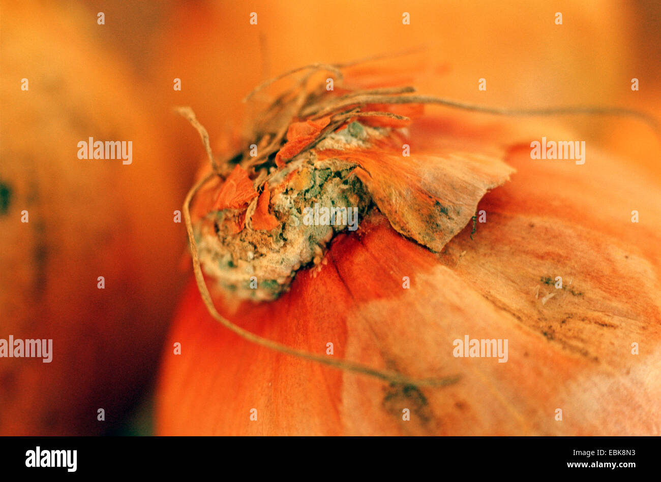 Zwiebel, Birne Zwiebel, gemeinsame Zwiebel (Allium Cepa), Birne Garten Krebsgeschwür der Zwiebel durch Sklerotium Cepivorum Stockfoto