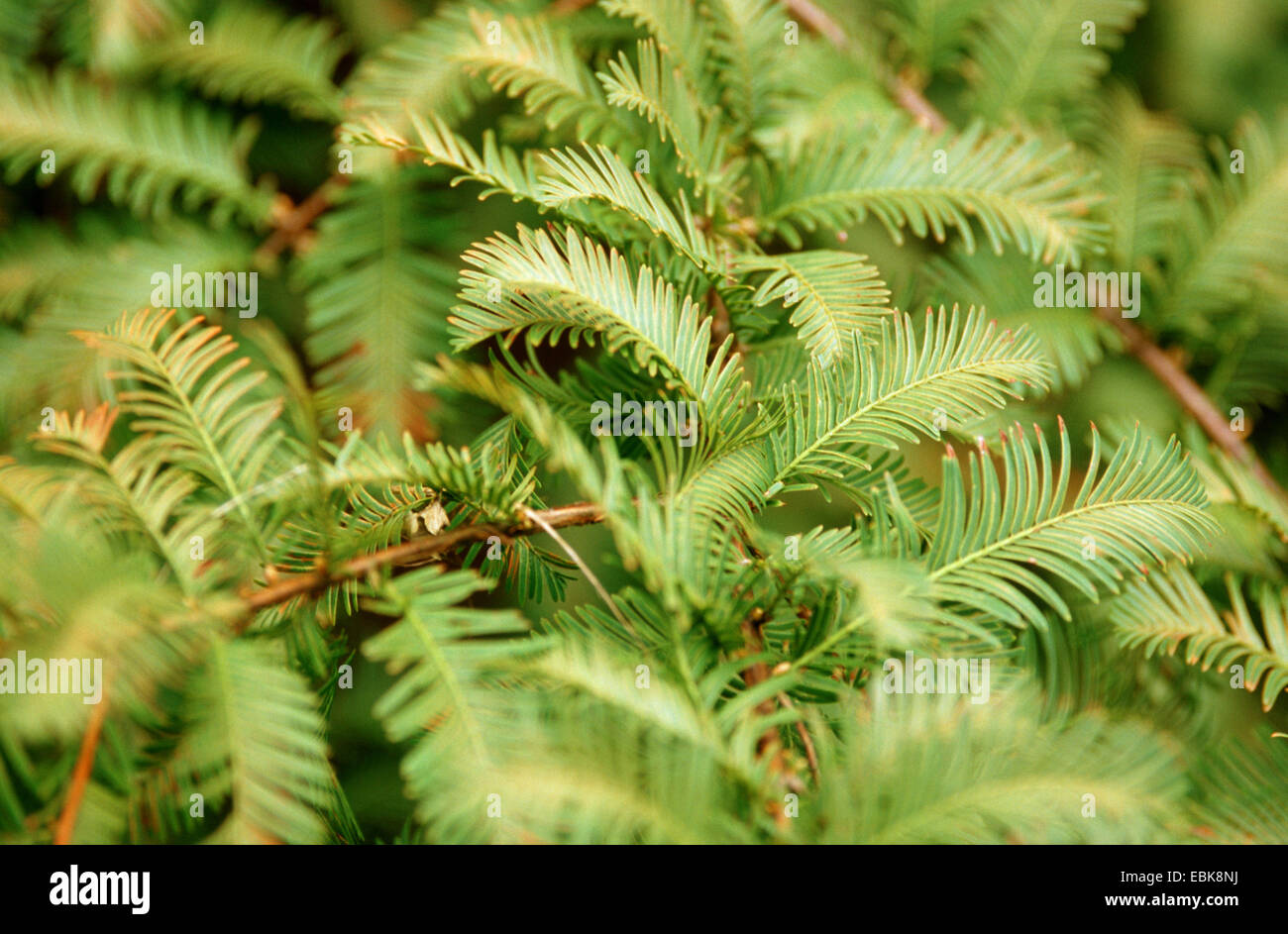 Dämmerung-Rotholz (Metasequoia Glyptostroboides), Zweigstelle Stockfoto