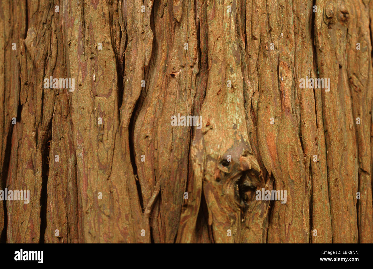 Lawson Zypresse, Port Orford Zeder (Chamaecyparis Lawsoniana), Rinde Stockfoto