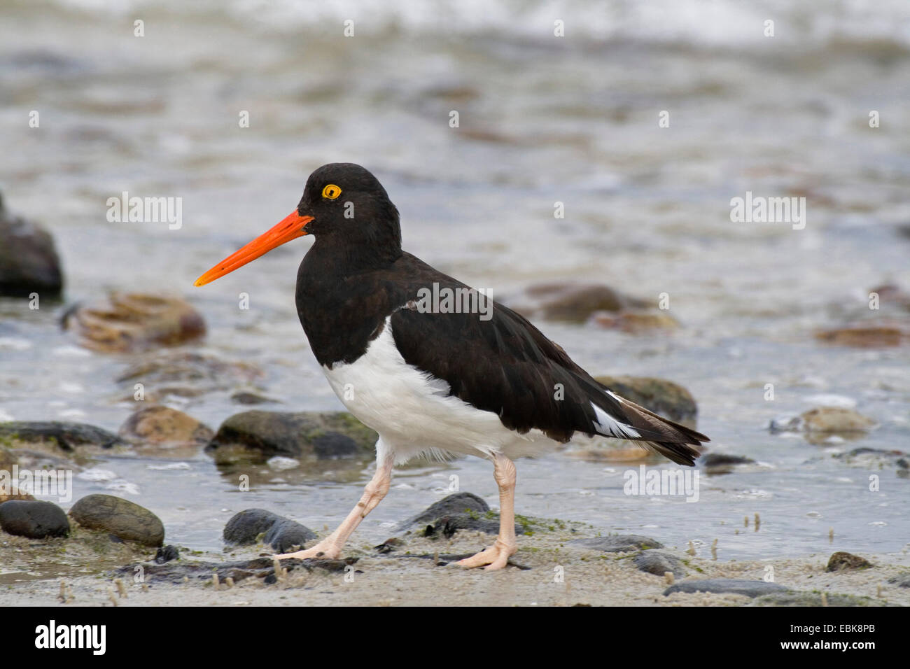 Magellan Austernfischer (Haematopus Leucopodus), am Strand, Falkland-Inseln Stockfoto