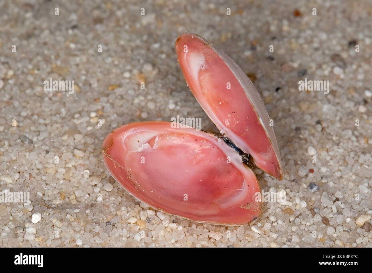 Baltischen Macoma (Macoma Balthica, Macoma Baltica, Tellina Balthica), shell liegen auf Thr Strand, Deutschland Stockfoto
