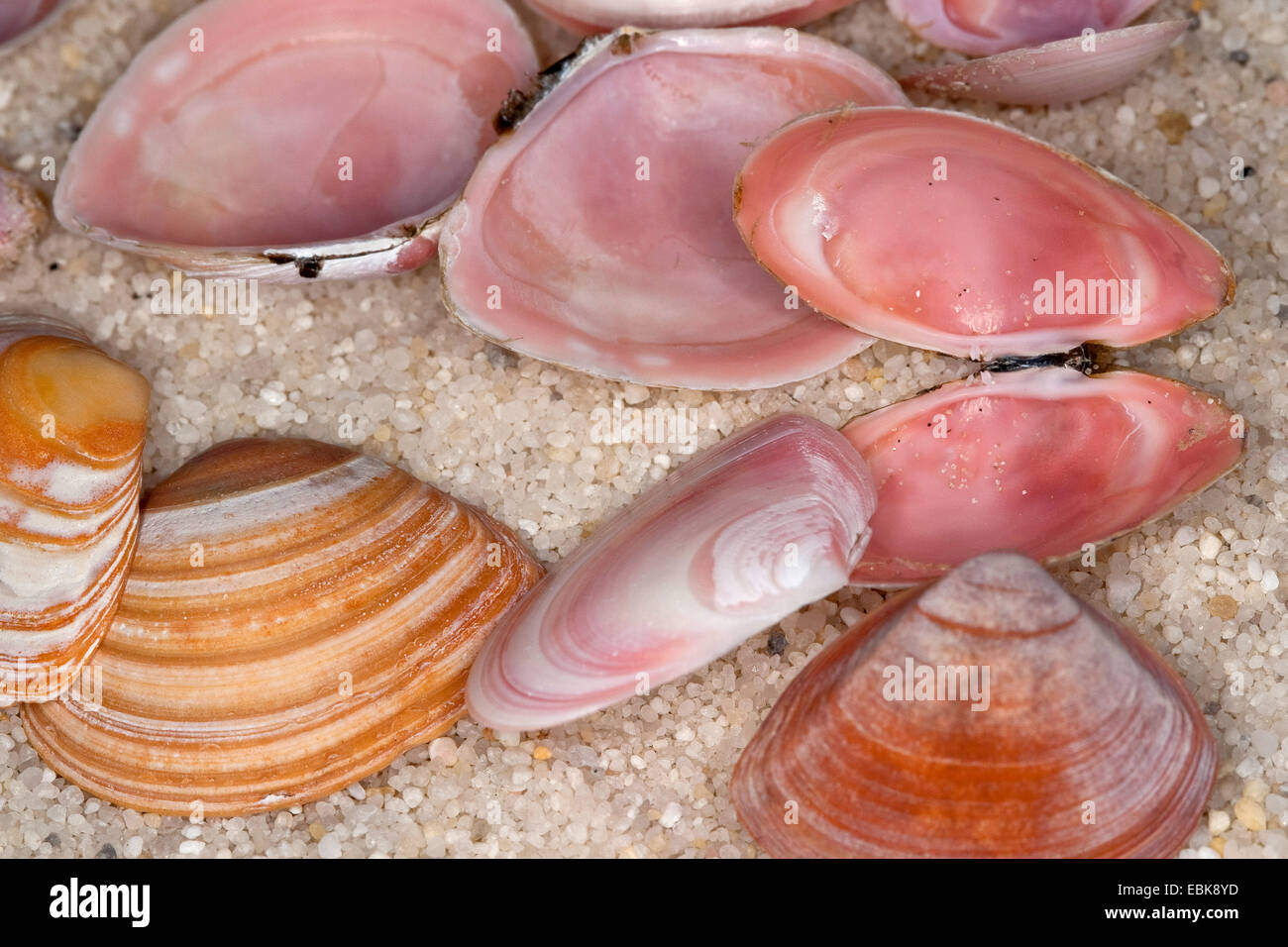 Baltischen Macoma (Macoma Balthica, Macoma Baltica, Tellina Balthica), Muscheln, die liegen am Strand von Thr, Deutschland Stockfoto