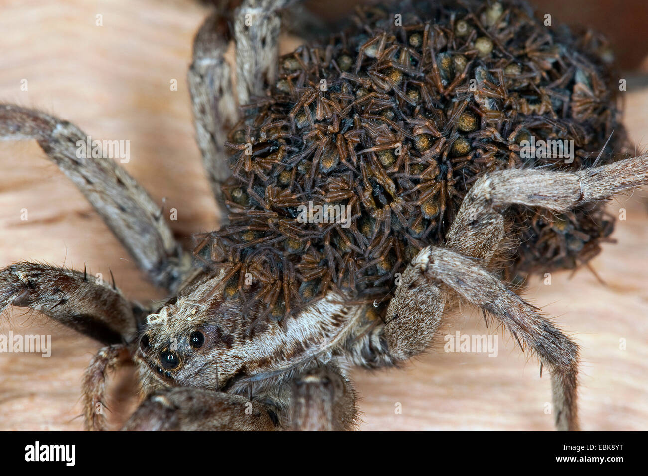 Falsche Tarantel (Hogna Radiata, Lycosa Radiata, Tarantula Balearica), Weibchen mit Jungtieren auf dem Rücken, Frankreich, Corsica Stockfoto