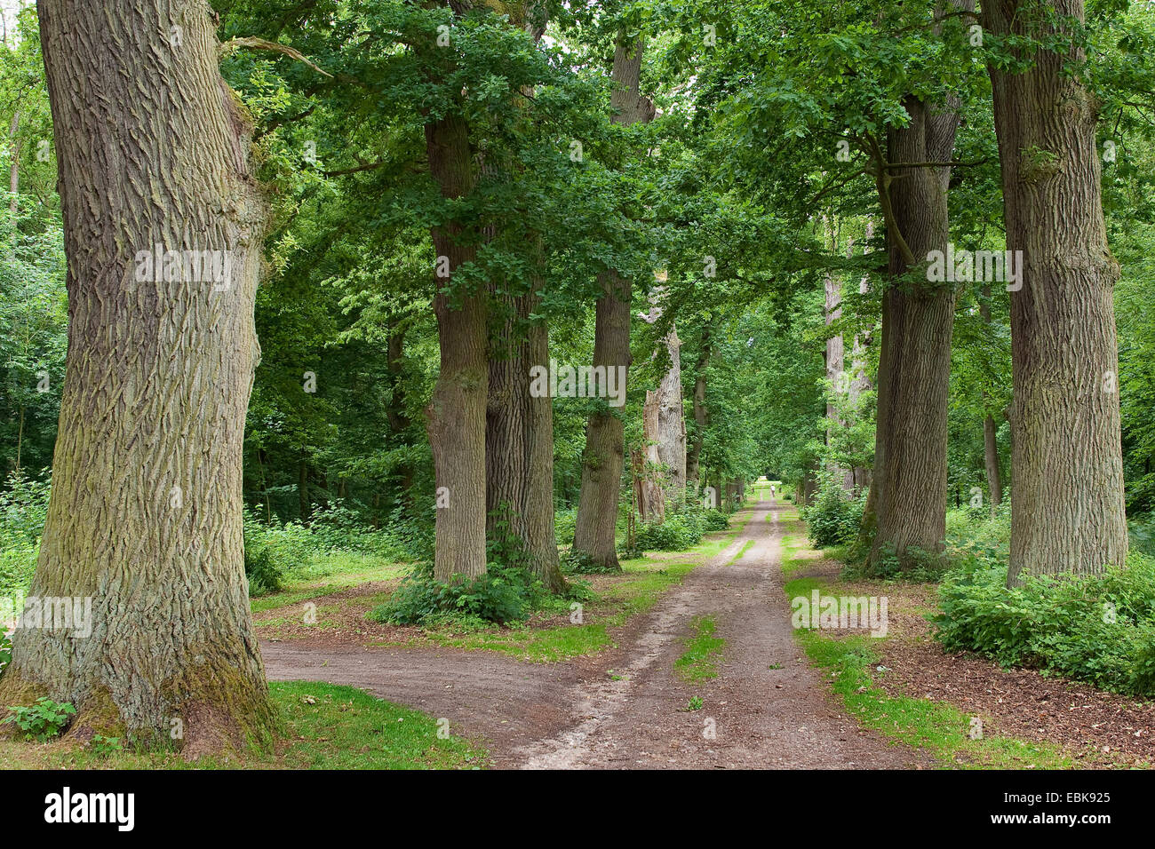 Eiche (Quercus spec.), alten Eichen in einer Allee, Deutschland Stockfoto