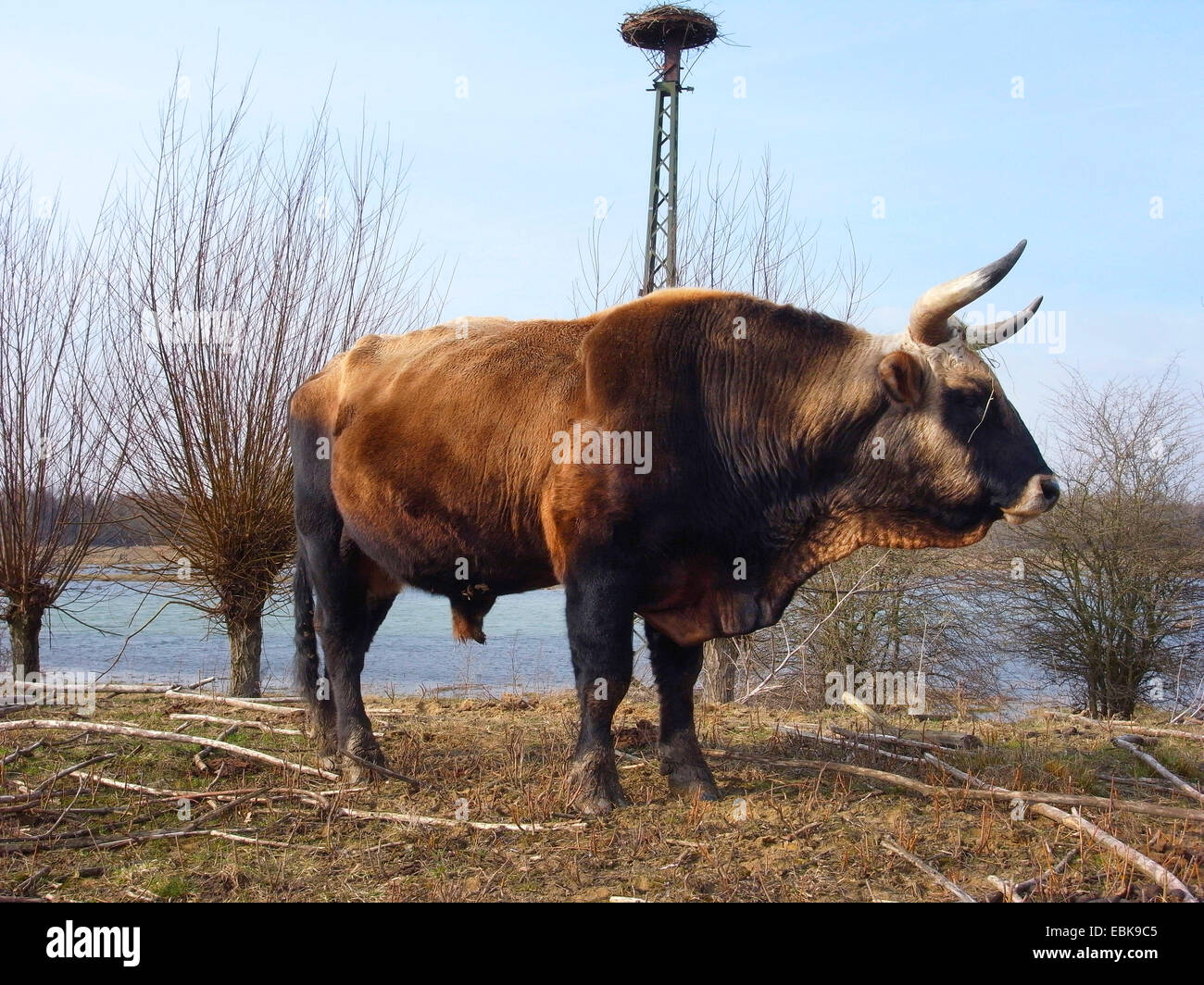 Heckrindern (Bos Primigenius F. Taurus), Stier stehend in einem Feedlot einer Aue, Deutschland, Lippe Stockfoto