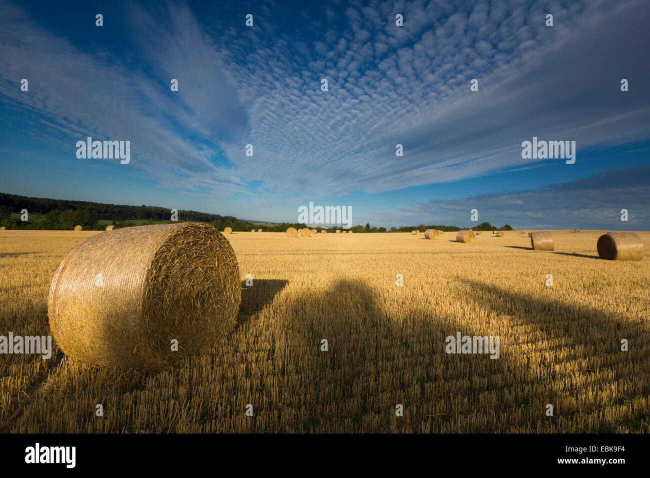 Strohballen auf Stoppelfeld im Abendlicht, Deutschland, Sachsen, Vogtlaendische Schweiz Stockfoto