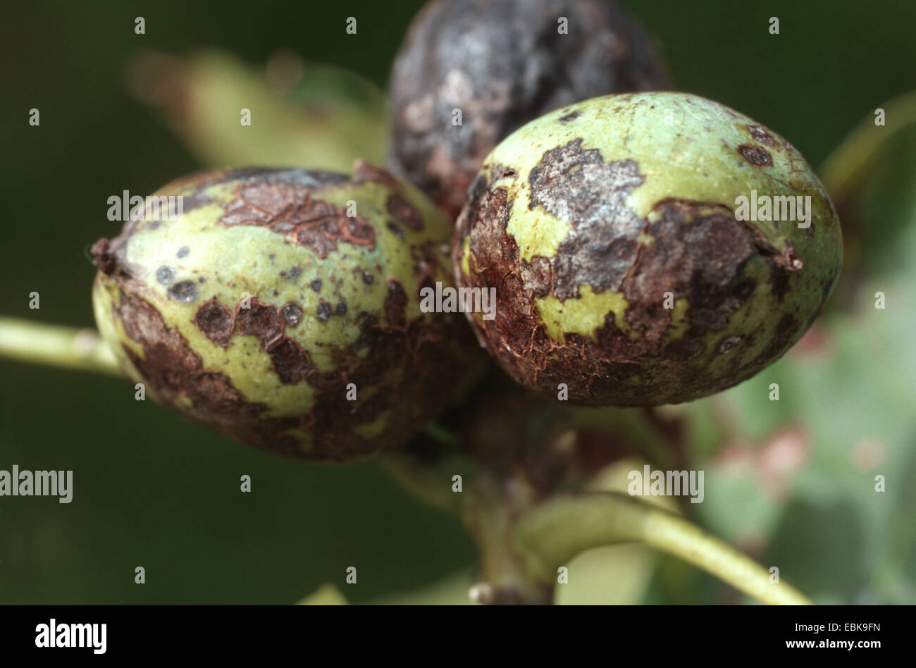 Walnuss (Juglans Regia), Früchte mit pilzartige Krankheit Marssoniella juglandis Stockfoto
