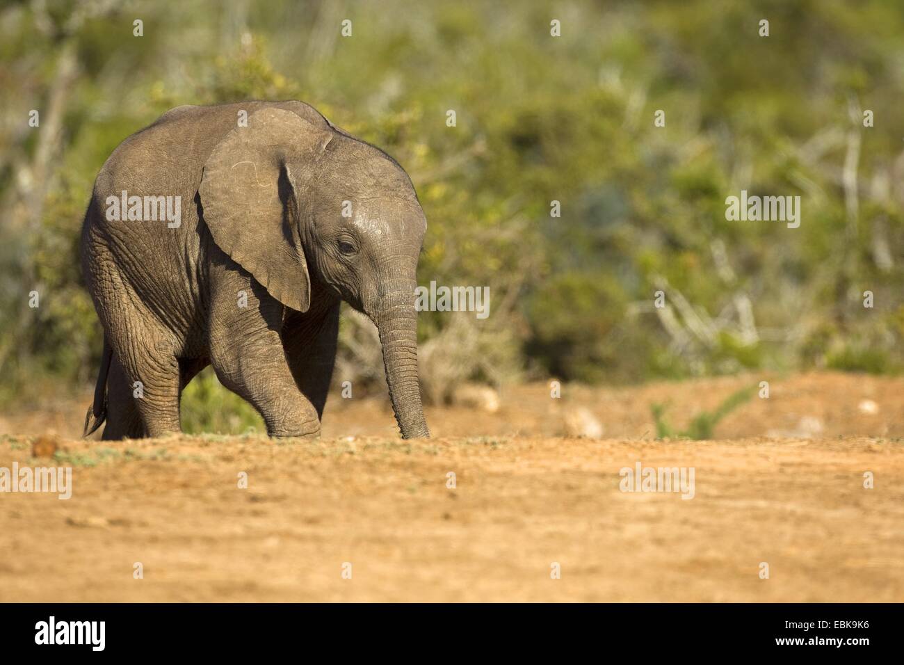 Afrikanischer Elefant (Loxodonta Africana), Kalb, Südafrika, Eastern Cape, Addo Elephant National Park Stockfoto