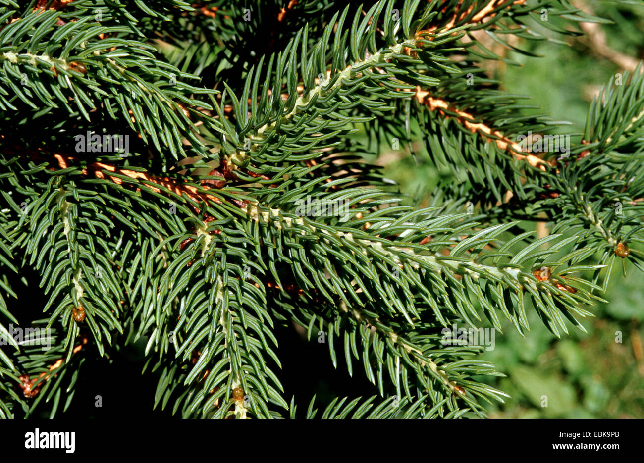 Tigerschwanz Fichte (Picea Polita), Zweigstelle Stockfoto