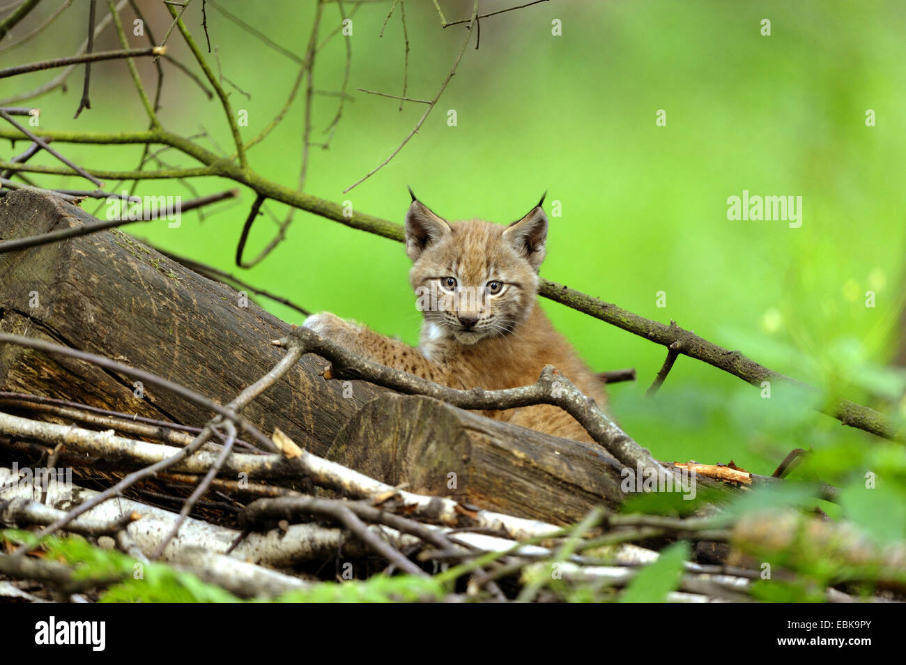 Eurasischer Luchs (Lynx Lynx), juvenile auf Baumstamm, Deutschland Stockfoto