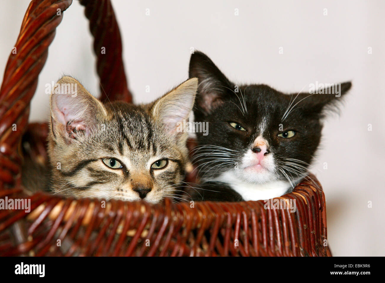 Hauskatze, Hauskatze (Felis Silvestris F. Catus), Korb mit zwei Katzen Stockfoto
