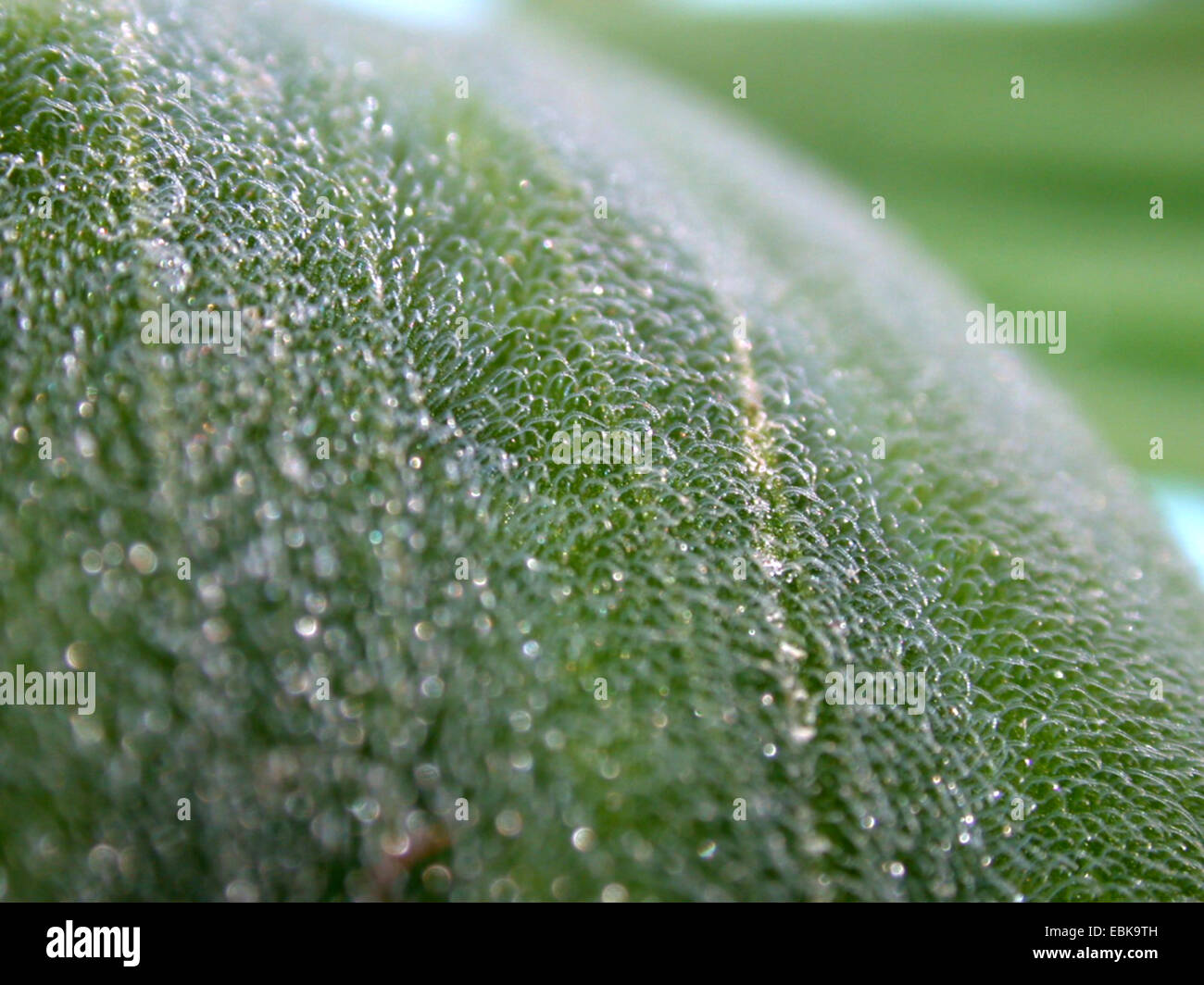 wasser-wasser-kohl-salat-details-der-oberfl-che-des-blattes-fell