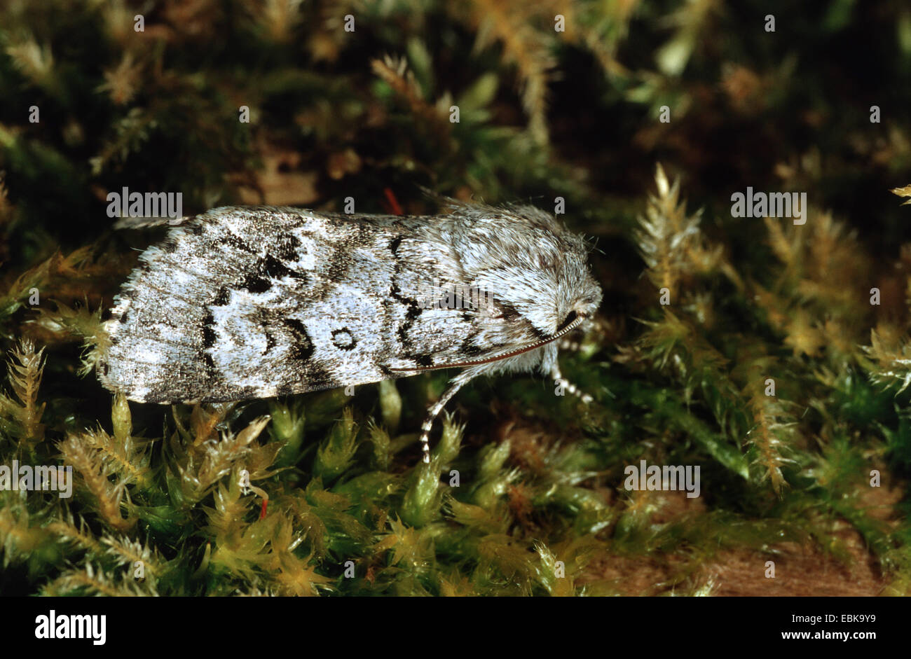 Leichte Knot Grass (Acronicta Menyanthidis), Imago auf Moos, Deutschland Stockfoto