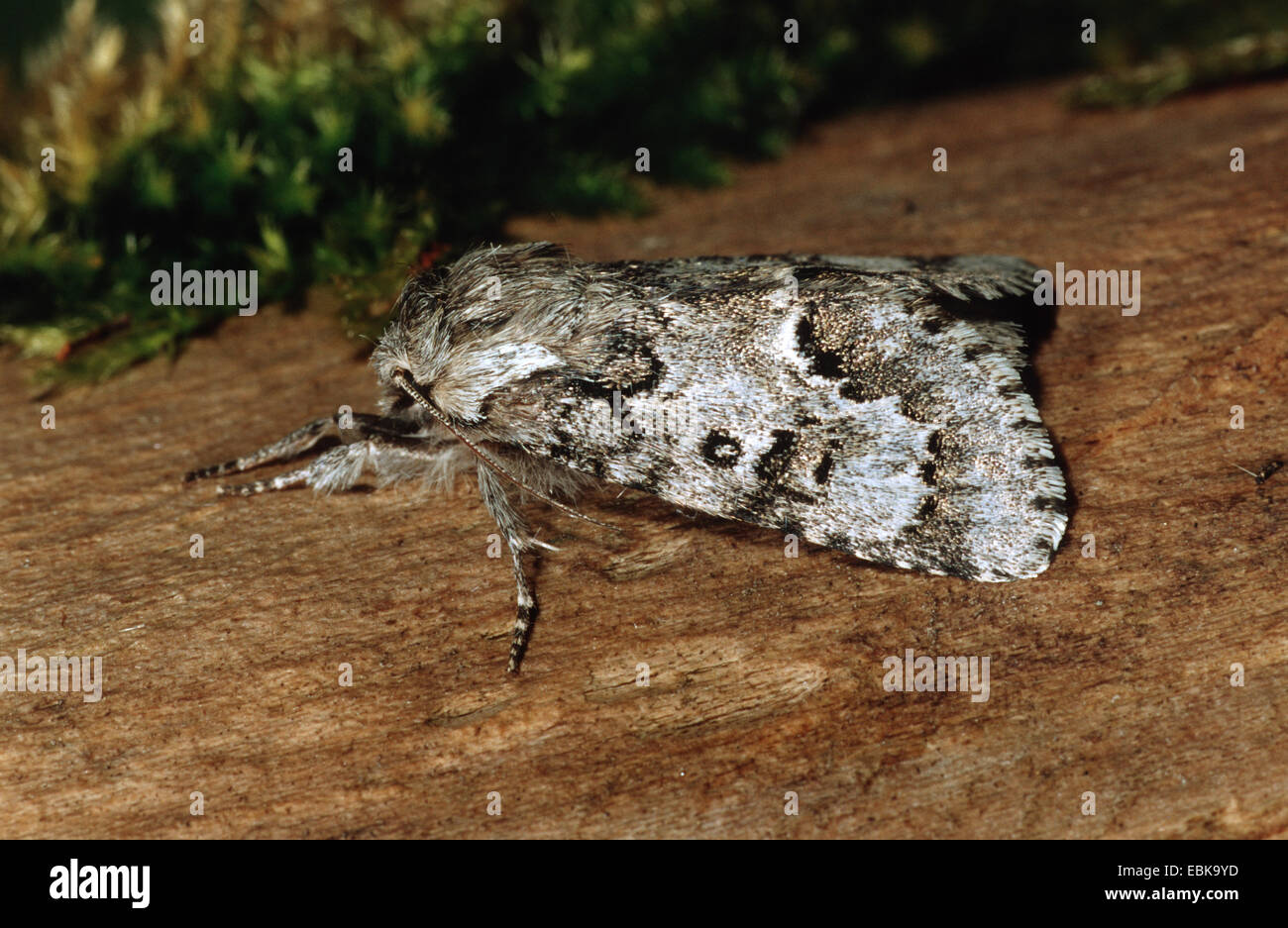 Leichte Knot Grass (Acronicta Menyanthidis), Imago auf Totholz, Deutschland Stockfoto