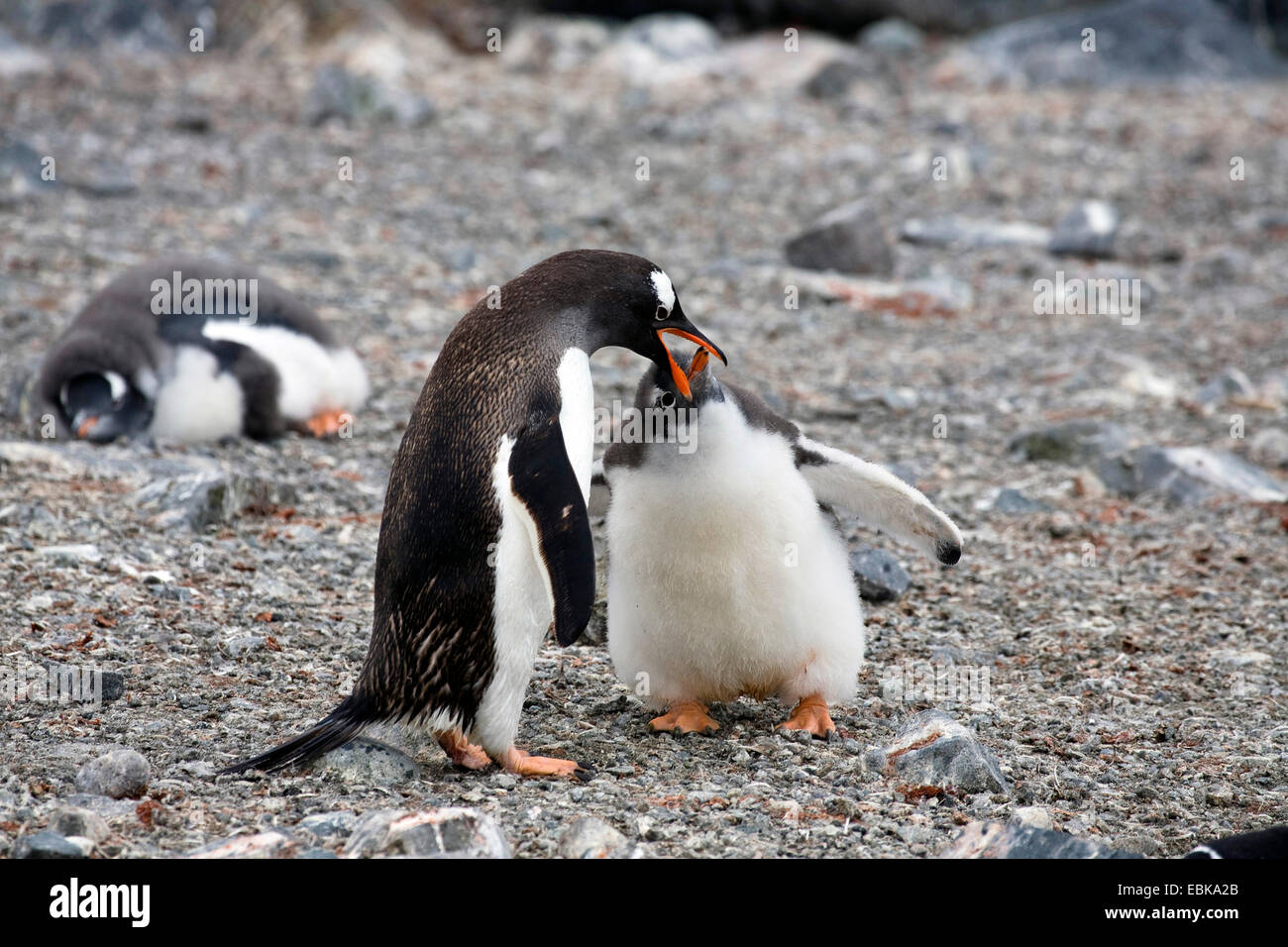 Gentoo Penguin (Pygoscelis Papua), Fütterung junger Pinguin, Antarktis Stockfoto