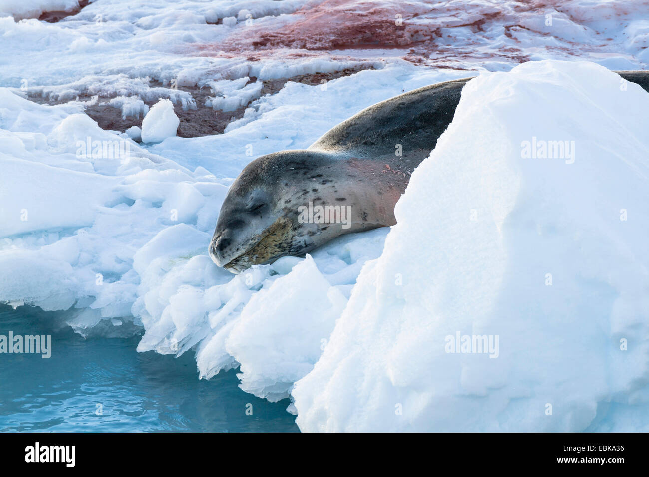Seeleopard (Hydrurga Leptonyx), gelegen auf Eisscholle, Antarktis Stockfoto