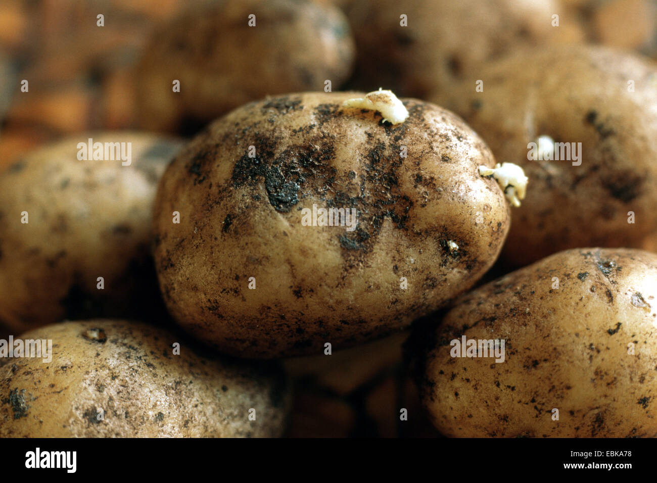 Kartoffel (Solanum Tuberosum), Schäden durch Rhizoctonia solani Stockfoto