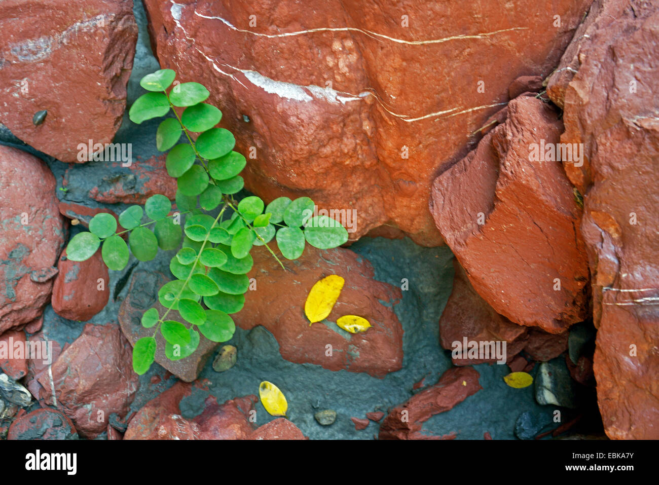grüne Pflanze unter den roten Felsen der Schlucht des Flusses Volksmusikanten (Les Gorges du Volksmusikanten), Frankreich, Mercantour Nationalpark Stockfoto