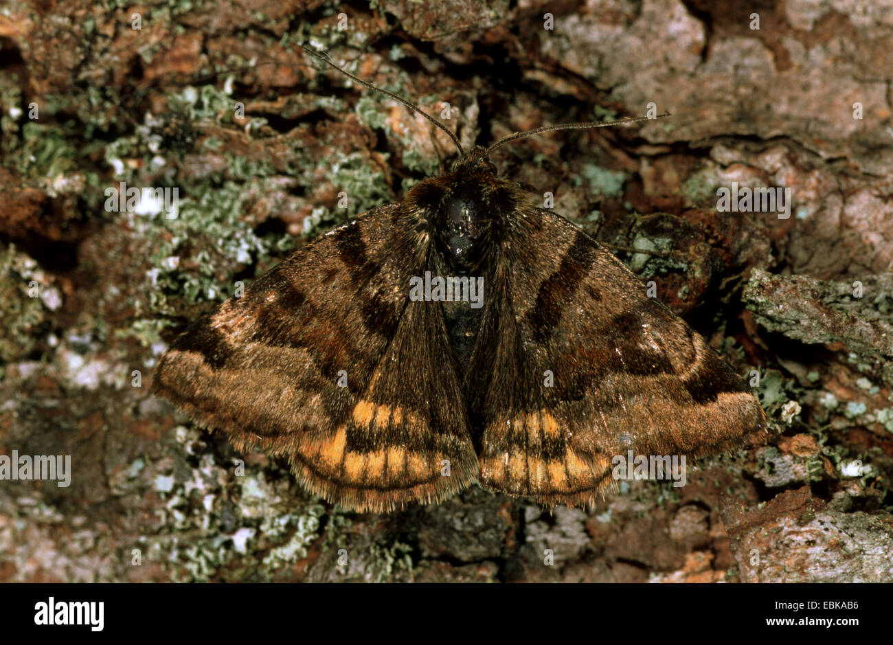 Burnet Begleiter (Ectypa Glyphica, Euclidia Glyphica), auf Rinde, Deutschland Stockfoto