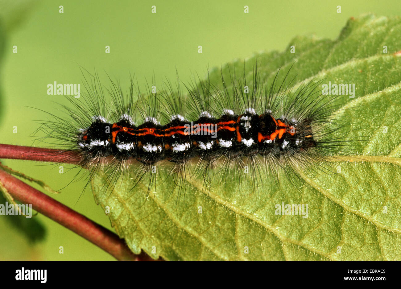 Gelb-Tail, Gold-Tail (Euproctis Similis, Porthesia Similis, Sphrageidus Similis), Raupe auf Blatt, Deutschland Stockfoto