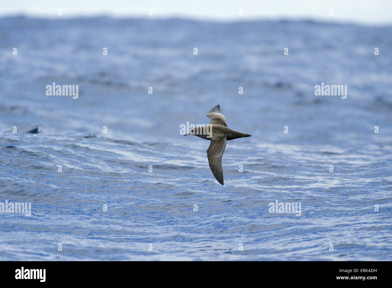 Sooty Shearwater (Puffinus früh), fliegen über das Meer, Neuseeland Stockfoto