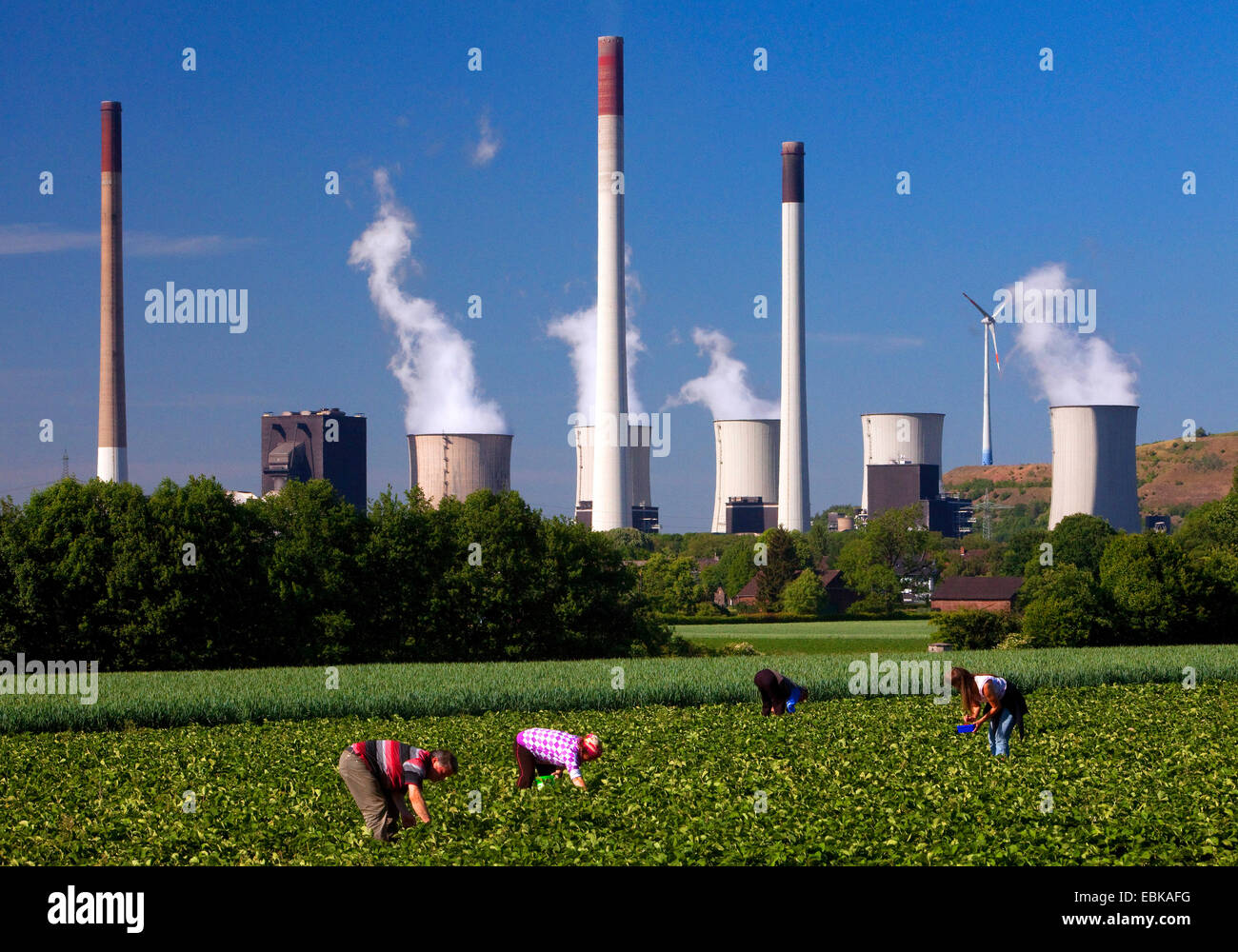 Personen pflückt Erdbeeren, Kohlekraftwerke Werk Scholven im Hintergrund, Gelsenkirchen, Ruhrgebiet, Nordrhein-Westfalen, Deutschland Stockfoto
