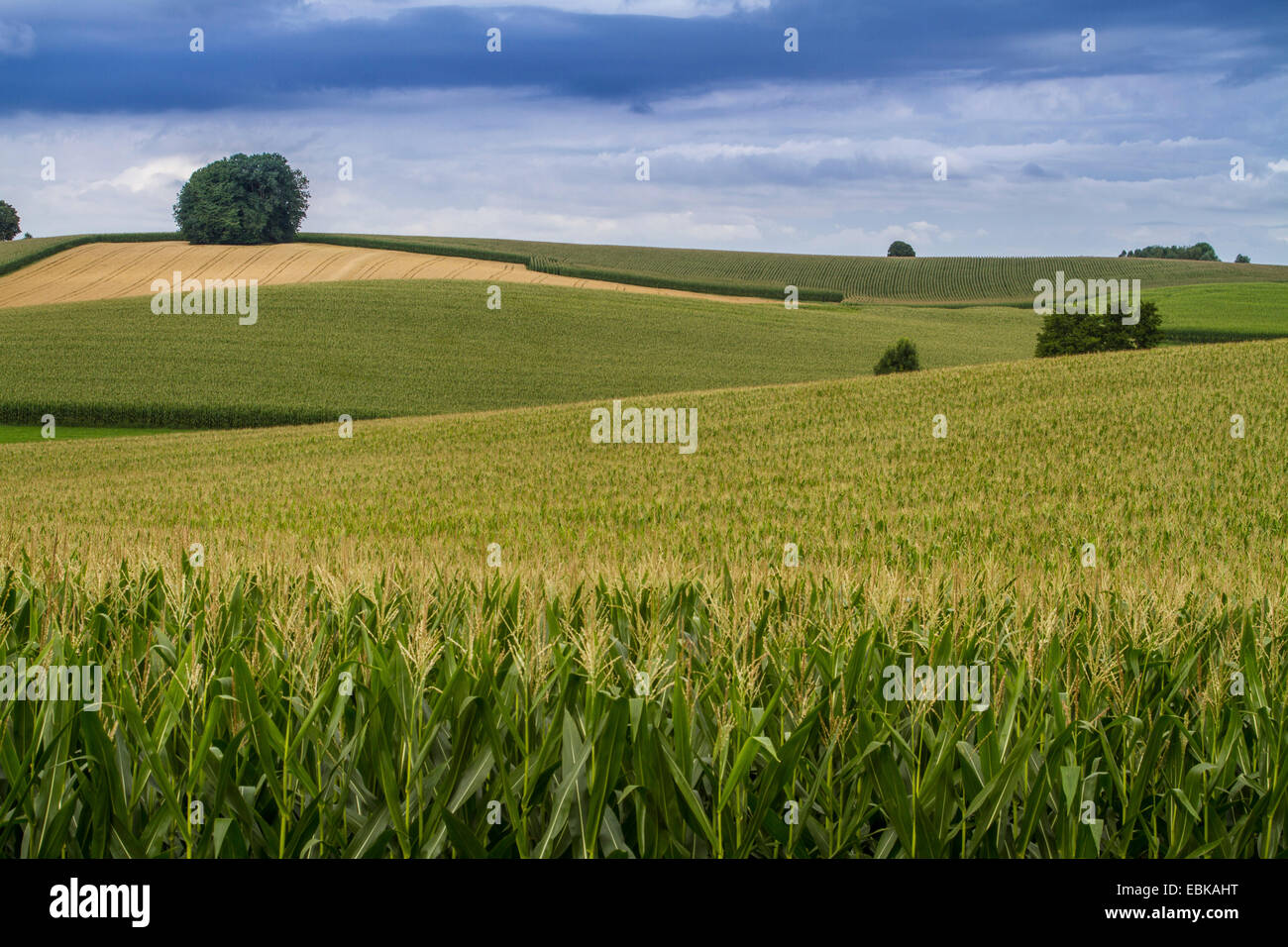 Mais, Mais (Zea Mays), Biomasse-Felder, Deutschland, Bayern, Isental, Dorfen Stockfoto