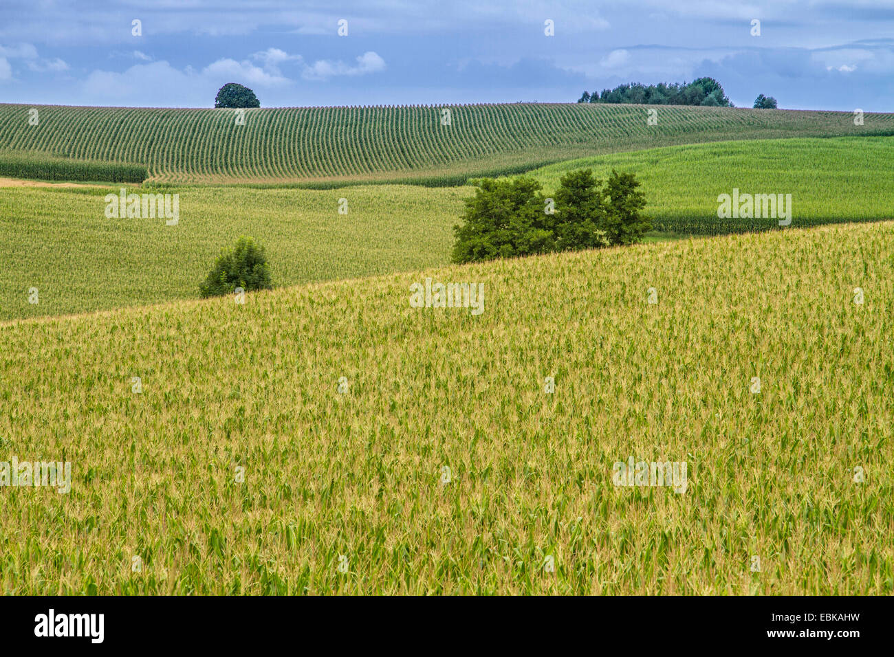 Mais, Mais (Zea Mays), Biomasse-Felder, Deutschland, Bayern, Isental, Dorfen Stockfoto