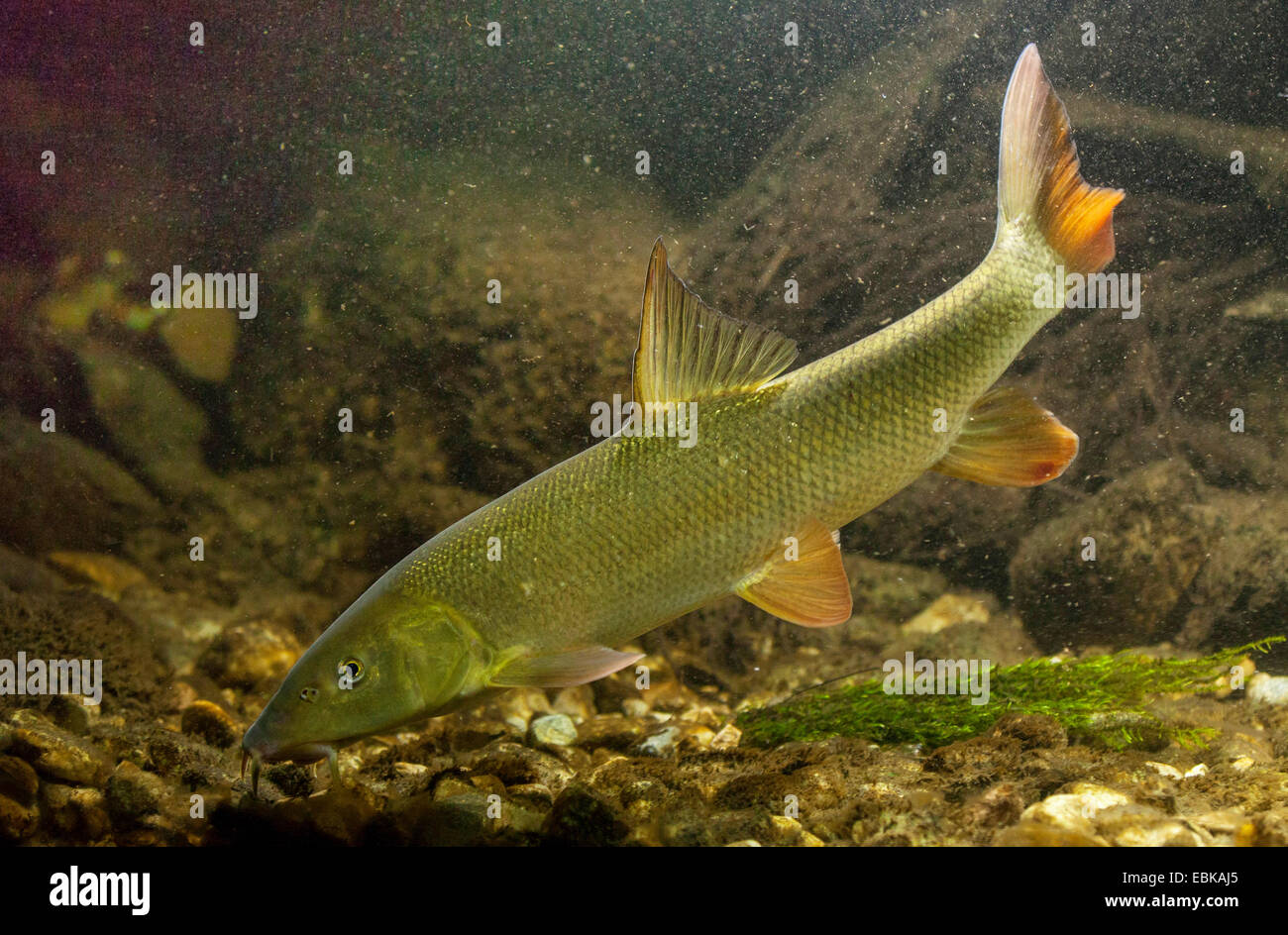 Barben (Barbus Barbus), über Wasser Moos, Deutschland Stockfoto
