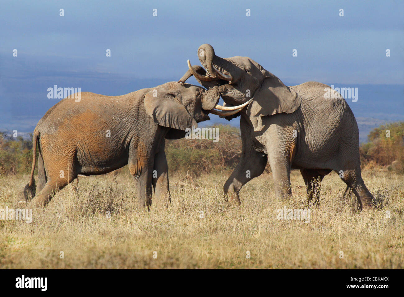 Afrikanischer Elefant (Loxodonta Africana), zwei Elefanten, die raufenden zusammen, Kenia, Amboseli-Nationalpark Stockfoto