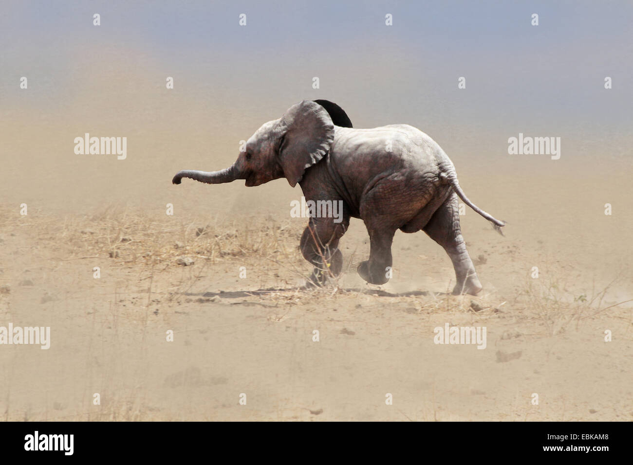 Afrikanischer Elefant (Loxodonta Africana), Baby-Elefant laufen durch einen Sandsturm, Kenia-Amboseli-Nationalpark Stockfoto