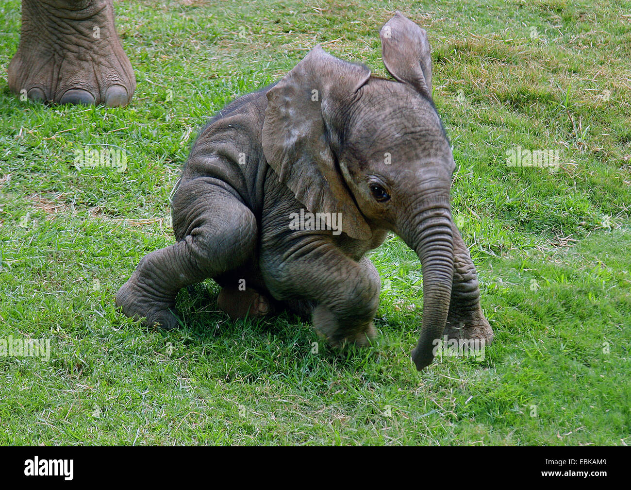 Afrikanischer Elefant (Loxodonta Africana), Baby-Elefant in eine Wiese, Kenia-Amboseli-Nationalpark Stockfoto