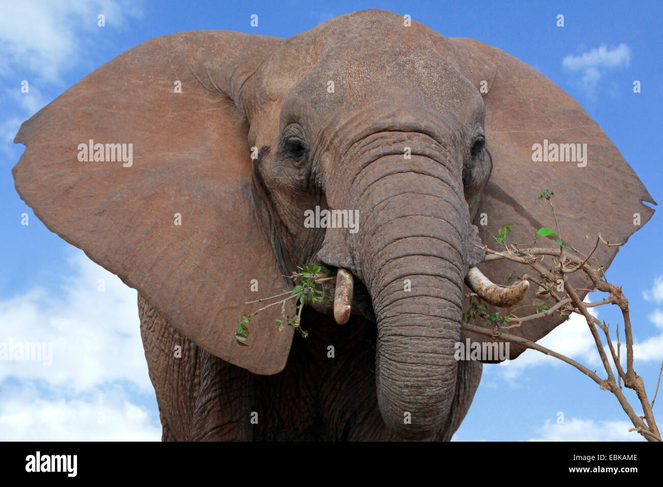 Afrikanischer Elefant (Loxodonta Africana), Fütterung ein Zweig, Tansania, Tarangire National Park Stockfoto