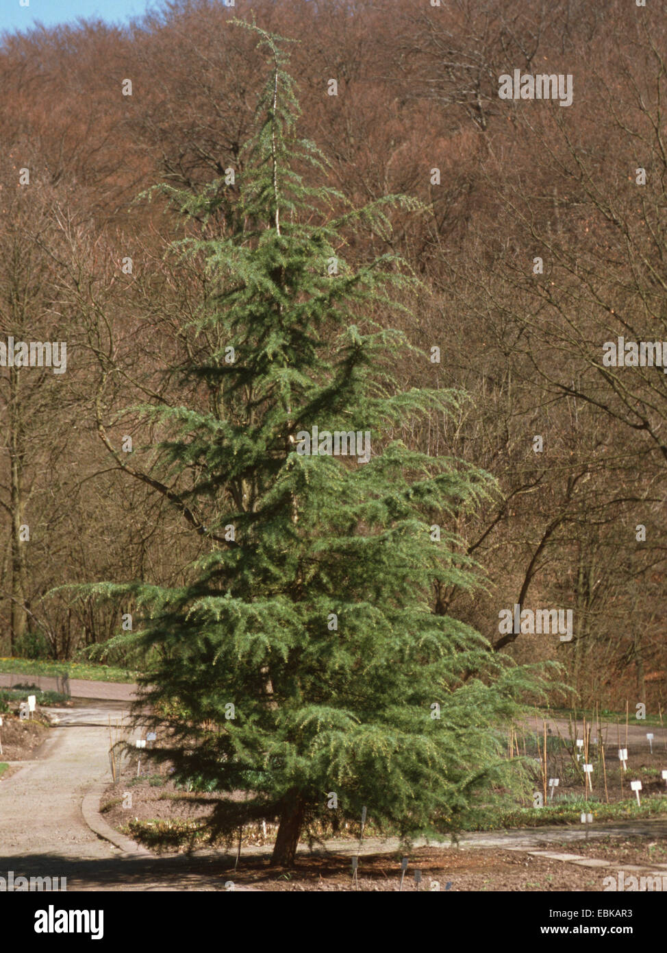 Deodar Zeder, indische Zeder (Cedrus Deodara), einziger Baum Stockfoto