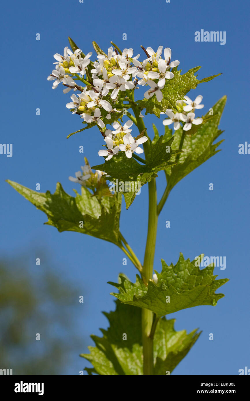 Knoblauchsrauke, Hedge Knoblauch, Jack-von-der-Hecke (Alliaria Petiolata), blühen, Deutschland Stockfoto