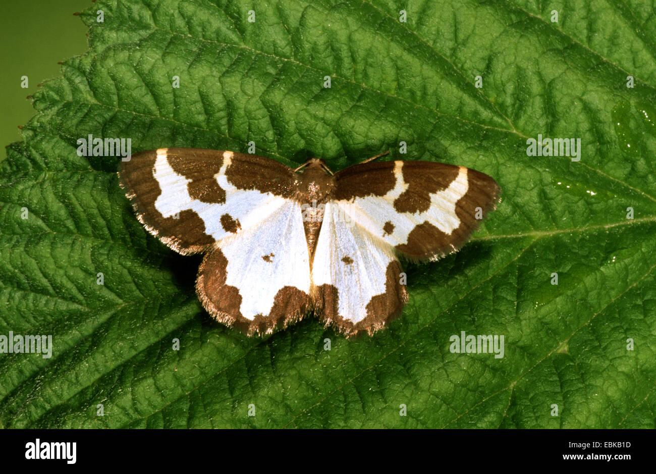 Chinierte Grenze Moth, getrübt Grenze (Lomaspilis Marginata), sitzt auf einem Blatt, Deutschland Stockfoto