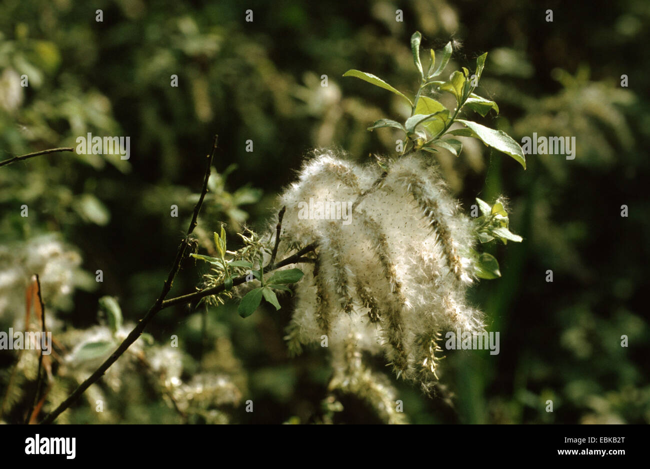 dunkel-leaved Weide (Salix Myrsinifolia), Fruchtkörper Stockfoto