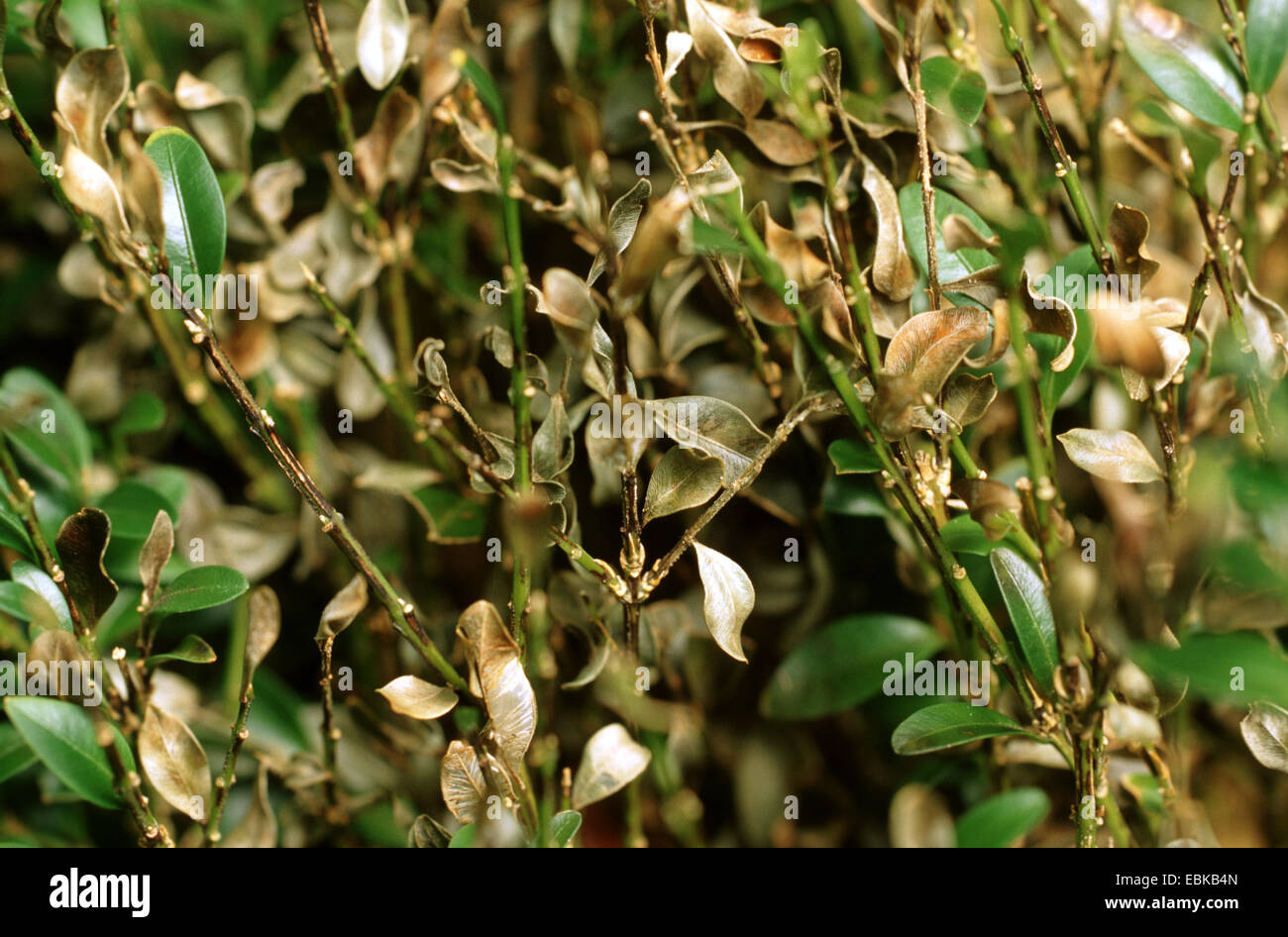 gemeinsamen Feld, Buchsbaum (Buxus Sempervirens), Pilzbefall, Deutschland Stockfoto