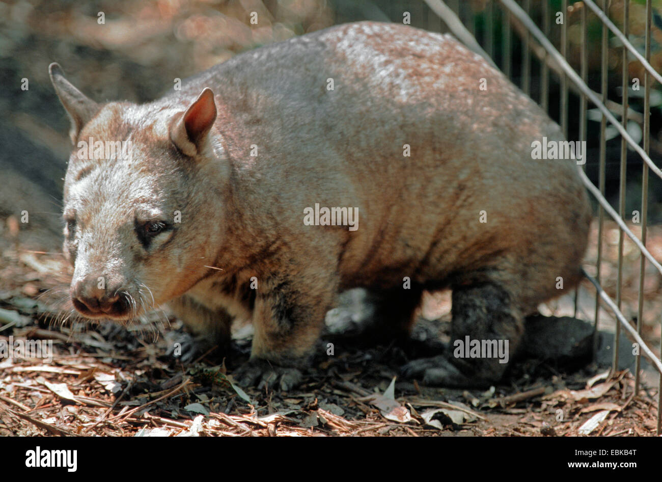 südlichen hairy-nosed Wombat (Lasiorhinus Latifrons), einzelne Tiere in einem Gehege, Australien Stockfoto