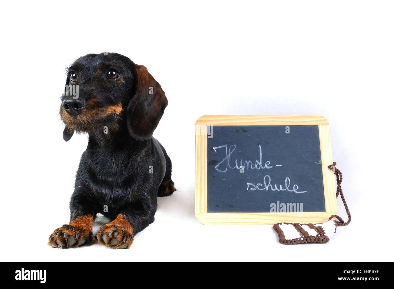 Rauhaar Dackel, Rauhhaar Dackel, Haushund (Canis Lupus F. Familiaris), liegen neben der Tafel mit der Aufschrift "Hundesalon Schule", Deutschland Stockfoto