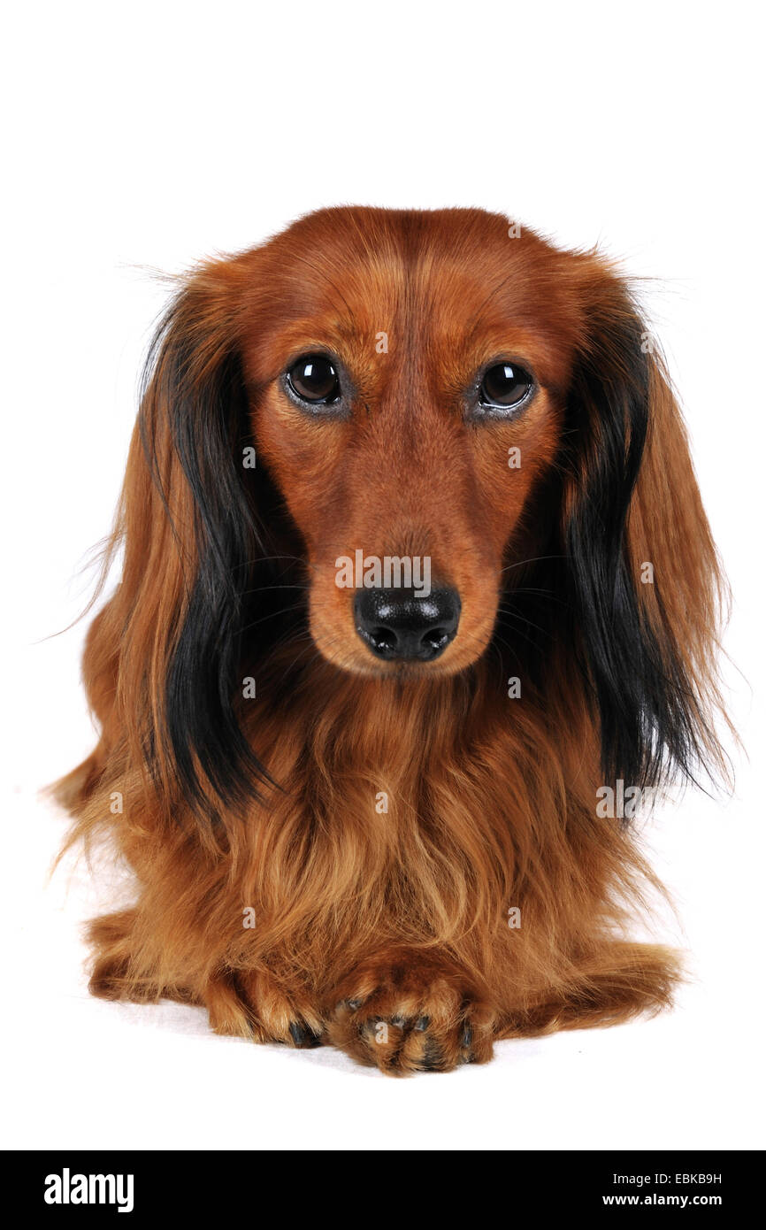 Langhaar Dackel Langhaar Dackel, Haushund (Canis Lupus F. Familiaris), Porträt, Deutschland Stockfoto
