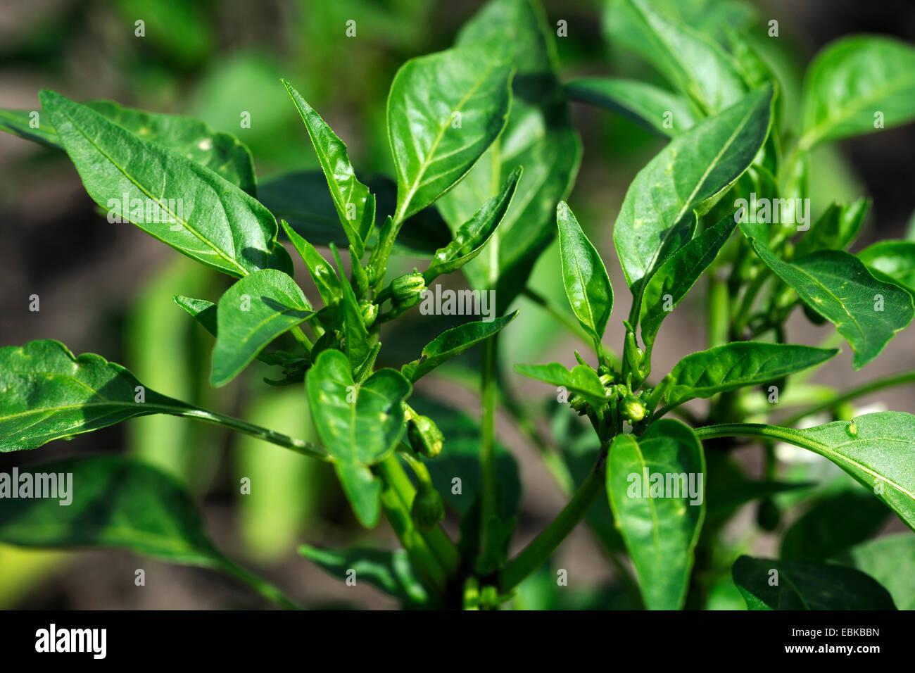 Chili (Capsicum Frutescens), in der Knospe Stockfoto