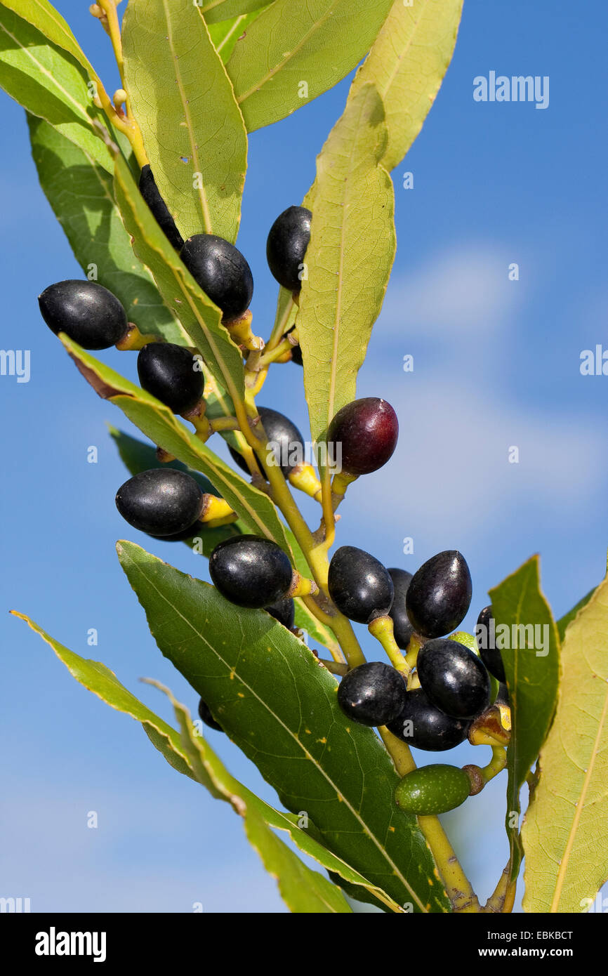 Sweet-Lorbeer, Lorbeerbaum, Sweet Bay (Laurus Nobilis), Früchte auf einem Busch Stockfoto