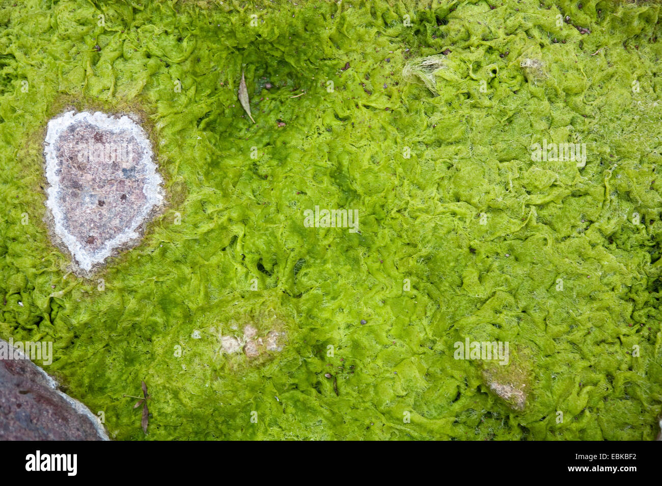 Teich algen Fotos und Bildmaterial in hoher Auflösung Seite 2 Alamy