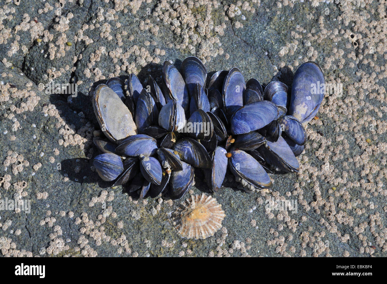 Muscheln (Mytiloidea), eine Ansammlung von Balanidea und blauen Muscheln auf ein Felsbrocken, Frankreich, Bretagne Stockfoto